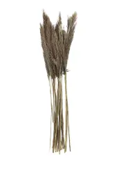 Tall Dried Pampas Grass Arrangement – Soft Textured Stems – 2" W X 1" D X 35" H 1